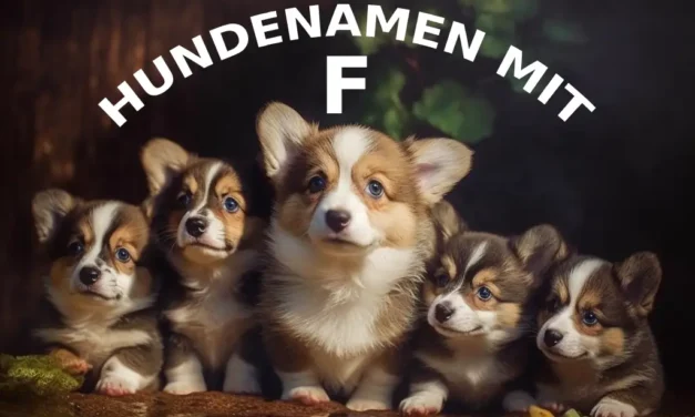 140 Fabelhafte deutsche Hundenamen mit F: Finden Sie den perfekten Namen für Ihren Freund auf vier Pfoten”