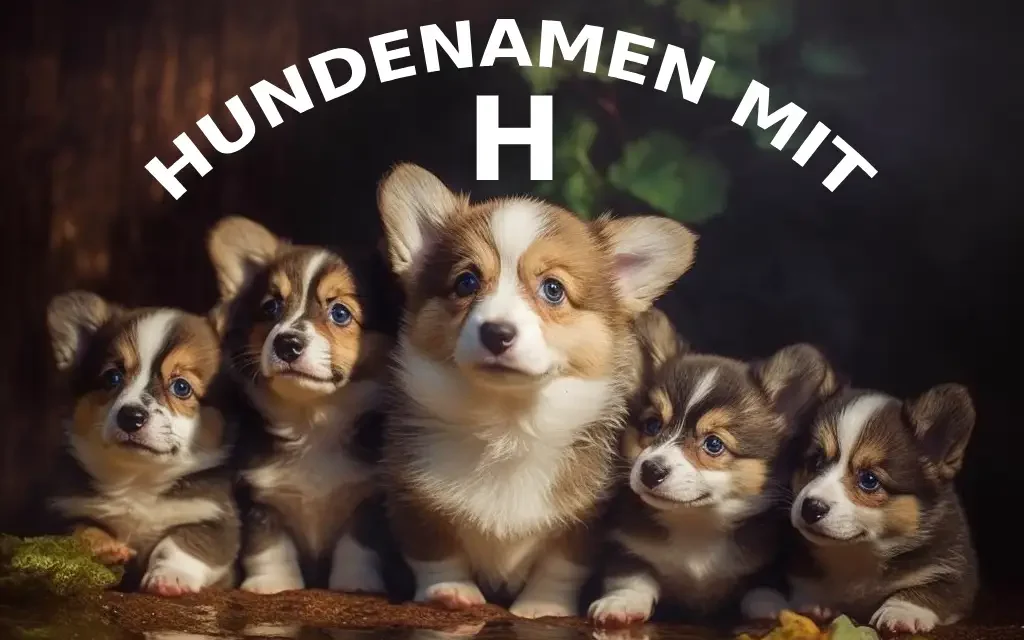 140 Hundenamen mit H: Hervorragende Namen für Ihren Hund