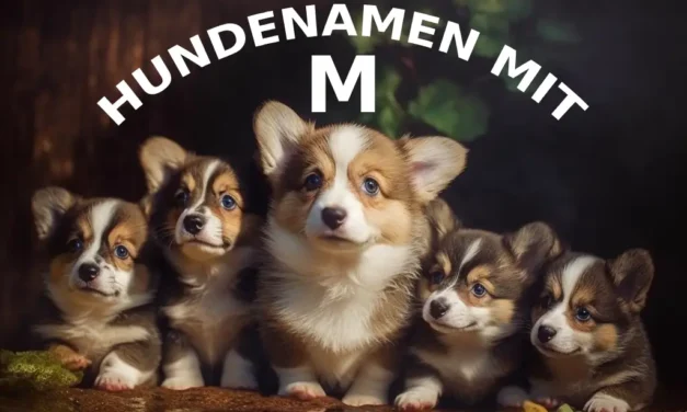 140 Hundenamen mit M: Magische Namen für deinen treuen Begleiter.
