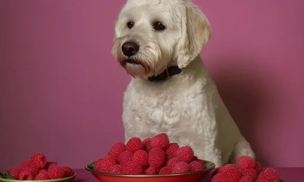 Dürfen hunde himbeeren essen