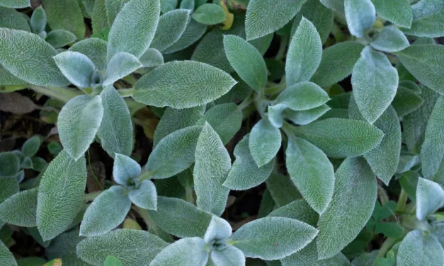 Sicher oder Salbei? Die Wahrheit darüber, Ihrem Hund Salbei zu füttern.