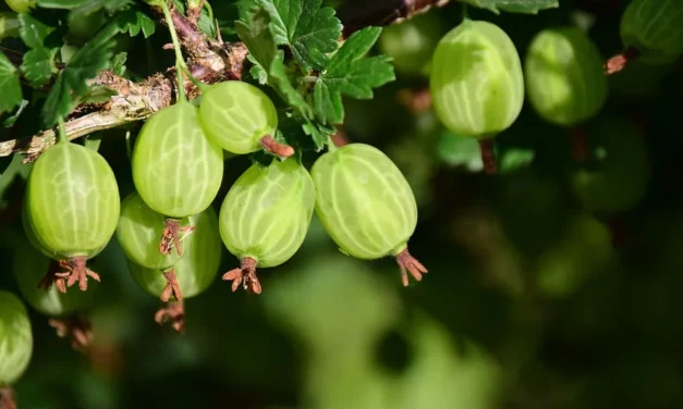 Dürfen hunde stachelbeeren essen