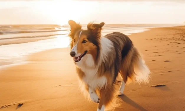 Weibliche Hundenamen: Charmante Auswahl aus Deutschland