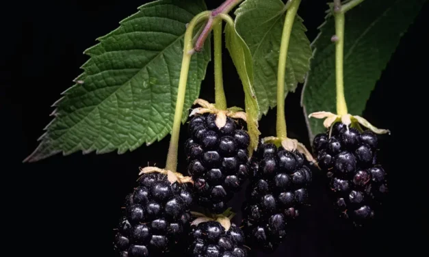 Dürfen Hunde Maulbeeren essen
