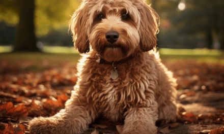 Sind Labradoodle verfressen?