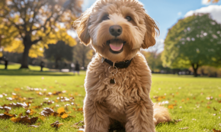 Hat ein Labradoodle Jagdtrieb?