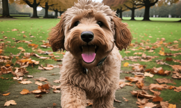 Sind Labradoodle schwer zu erziehen?