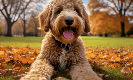 Für wen ist ein Labradoodle geeignet?