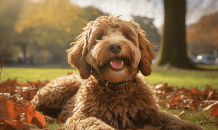 Sind Labradoodle ruhige Hunde?