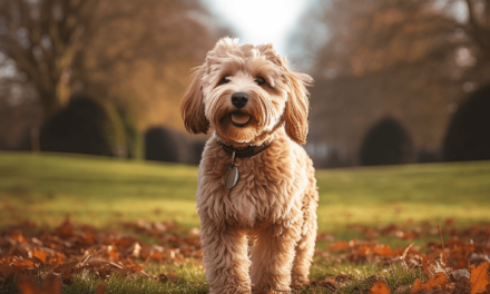 Was muss man über Labradoodle wissen?